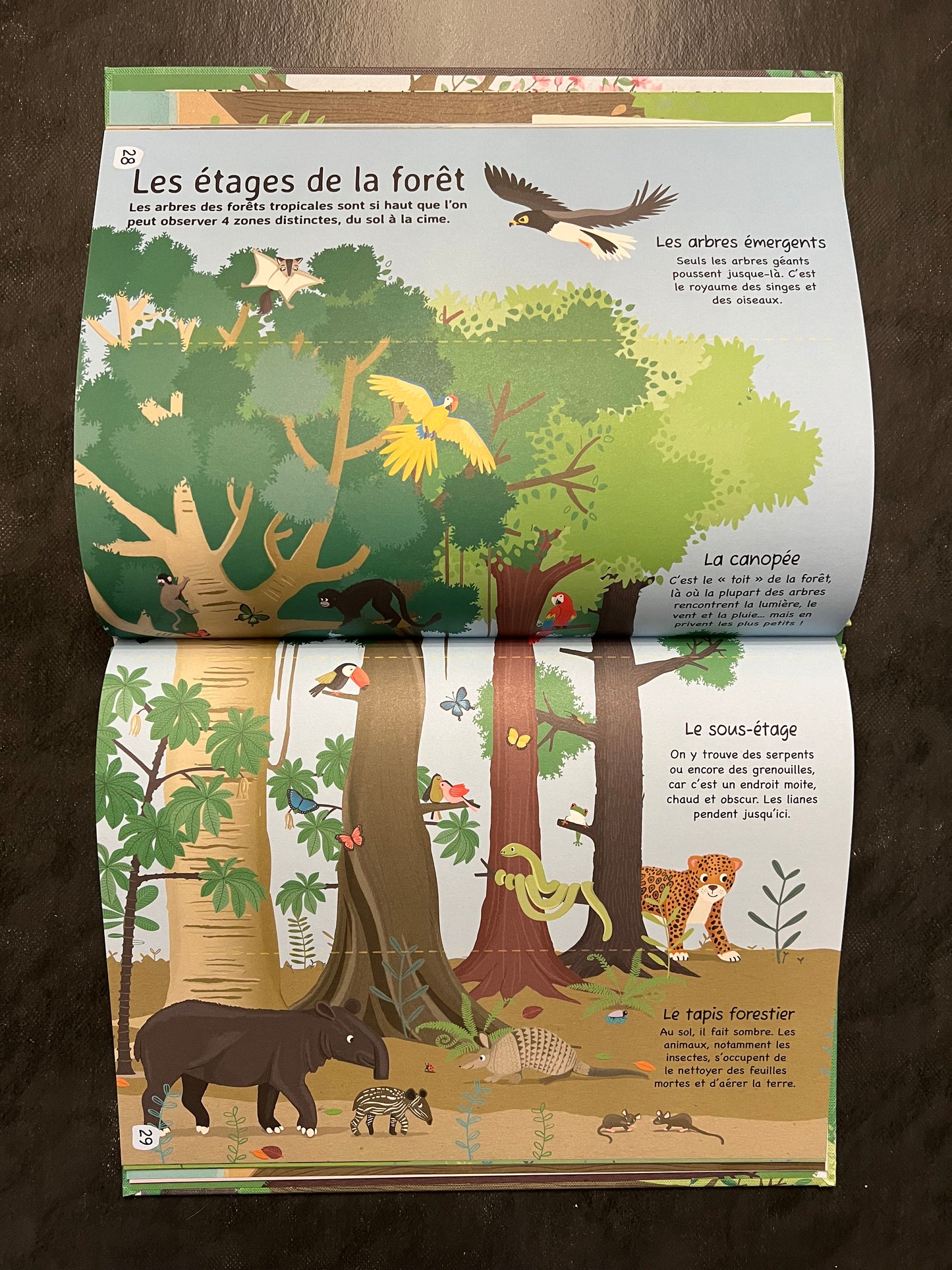 Livre - les arbres