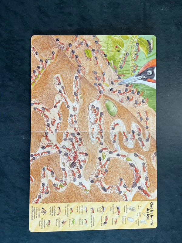 Regarde et découvre - les petites bêtes