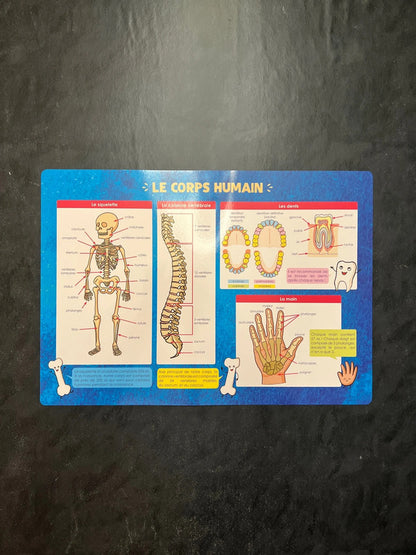 Poster - le corps humain